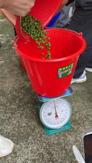 咖啡豆稱重